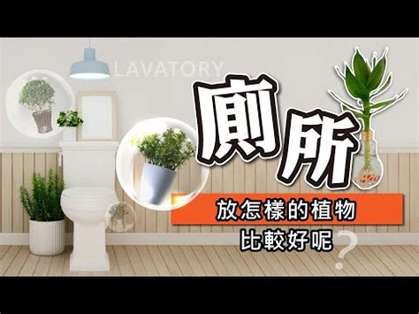 廁所適合放什麼植物|【廁所植物必學】6款常見植物，讓你打造綠意盎然的。